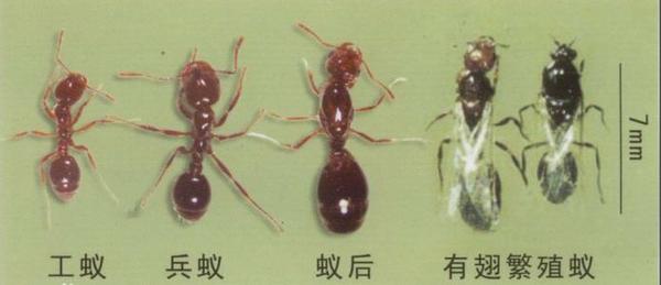 蚂蚁的种类 名称图片