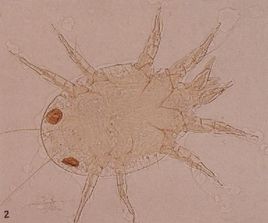 螨虫的概述与防制